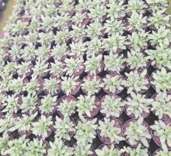 Betonica officinalis 'Pink Cotton Candy'