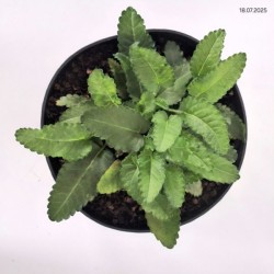 Betonica officinalis 'Pink Cotton Candy'