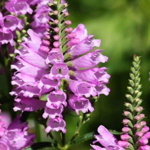 Physostegia virginiana 'Rosea'