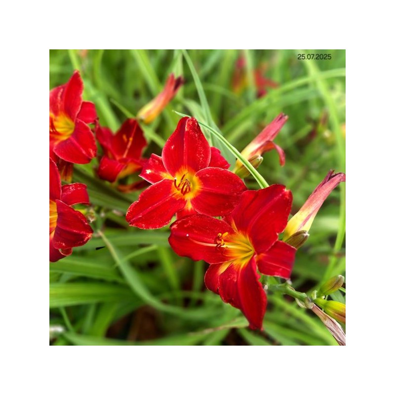 Hemerocallis 'Jolly Hearts'