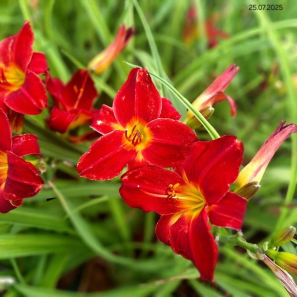 Hemerocallis 'Jolly Hearts'