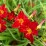Hemerocallis 'Jolly Hearts'