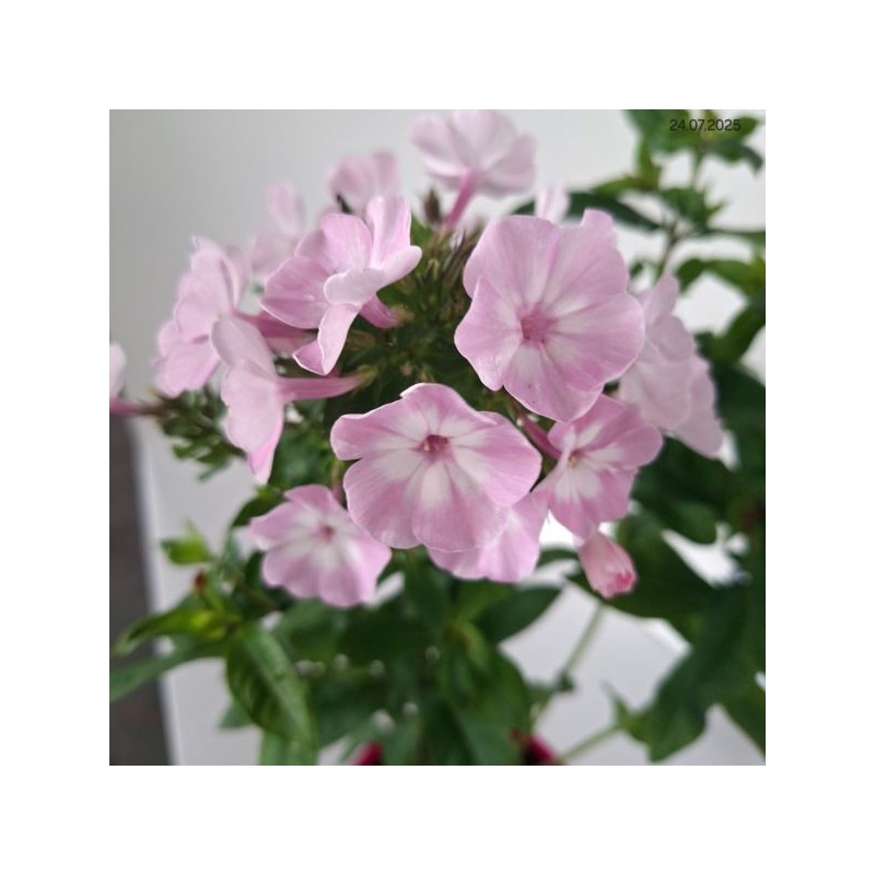 Phlox 'Hercules'