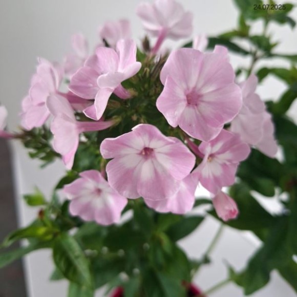 Phlox 'Hercules'