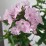 Phlox 'Hercules'