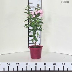 Phlox 'Hercules'