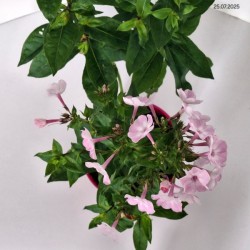 Phlox 'Hercules'