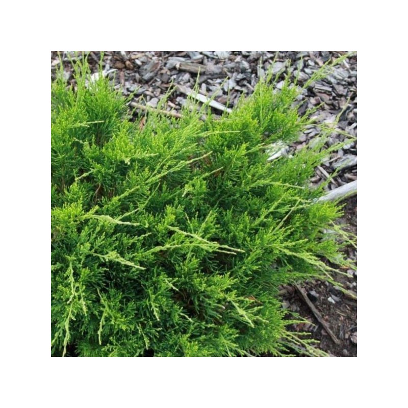 Juniperus ×pfitzeriana 'Mint Julep'