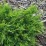 Juniperus ×pfitzeriana 'Mint Julep'