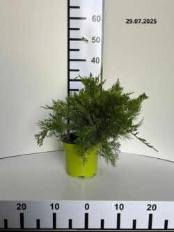Juniperus ×pfitzeriana 'Mint Julep'