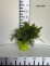 Juniperus ×pfitzeriana 'Mint Julep'