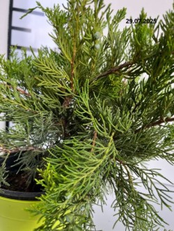 Juniperus ×pfitzeriana 'Mint Julep'