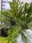 Juniperus ×pfitzeriana 'Mint Julep'