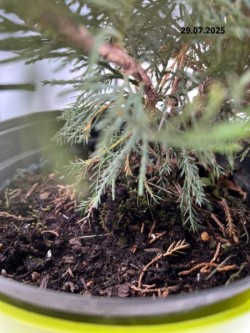 Juniperus ×pfitzeriana 'Mint Julep'