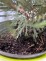 Juniperus ×pfitzeriana 'Mint Julep'