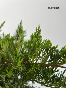 Juniperus ×pfitzeriana 'Mint Julep'