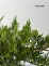 Juniperus ×pfitzeriana 'Mint Julep'