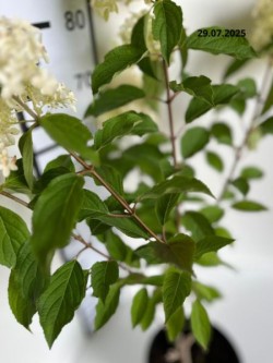 Hydrangea p. 'Mega Pearl'