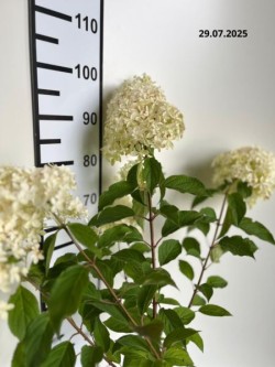 Hydrangea p. 'Mega Pearl'