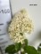 Hydrangea p. 'Mega Pearl'