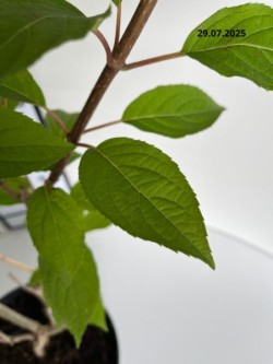 Hydrangea p. 'Mega Pearl'