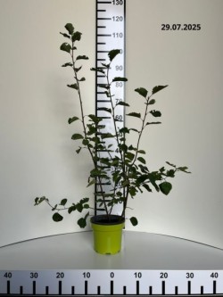 Amelanchier alnifolia 'Mandam'