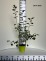 Amelanchier alnifolia 'Mandam'