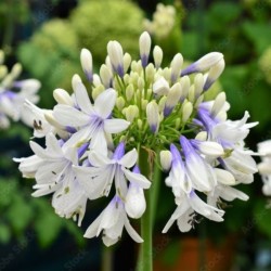 Agapanthus FIREWORKS 'MDB001'