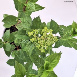 Hydrangea p. 'Pink Diamond'