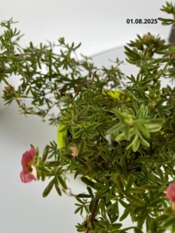 Potentilla fruticosa DANNY BOY 'Lissdan' PBR