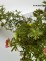 Potentilla fruticosa DANNY BOY 'Lissdan' PBR