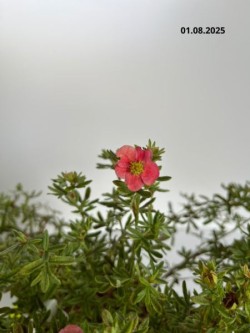 Potentilla fruticosa DANNY BOY 'Lissdan' PBR