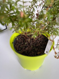 Potentilla fruticosa DANNY BOY 'Lissdan' PBR