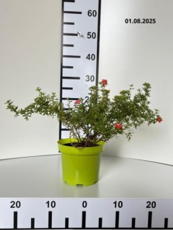 Potentilla fruticosa DANNY BOY 'Lissdan' PBR