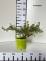 Potentilla fruticosa DANNY BOY 'Lissdan' PBR