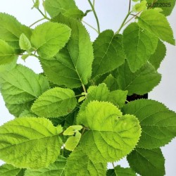Hydrangea ar. 'Annabelle'
