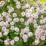 Geranium ×cantabrigiense 'Biokovo'