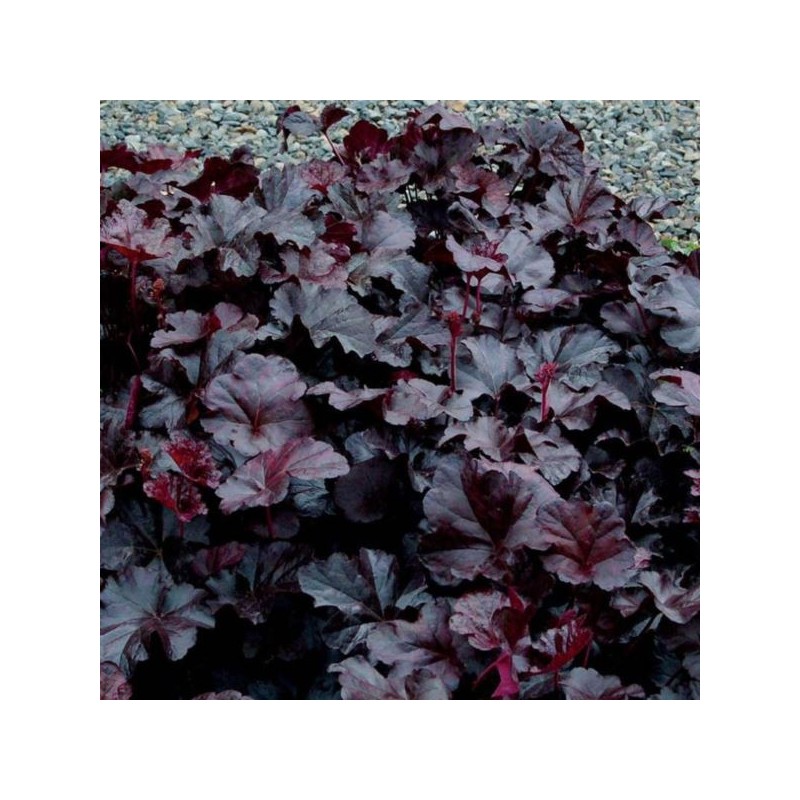 Heuchera 'Obsidian’ PBR
