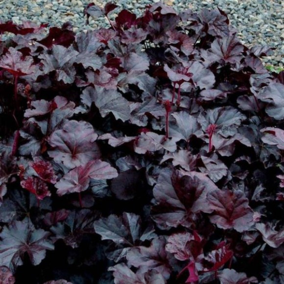 Heuchera 'Obsidian’ PBR