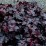 Heuchera 'Obsidian’ PBR