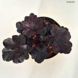 Heuchera 'Obsidian’ PBR