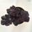 Heuchera 'Obsidian’ PBR