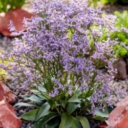 Limonium gmelinii DAZZLE...