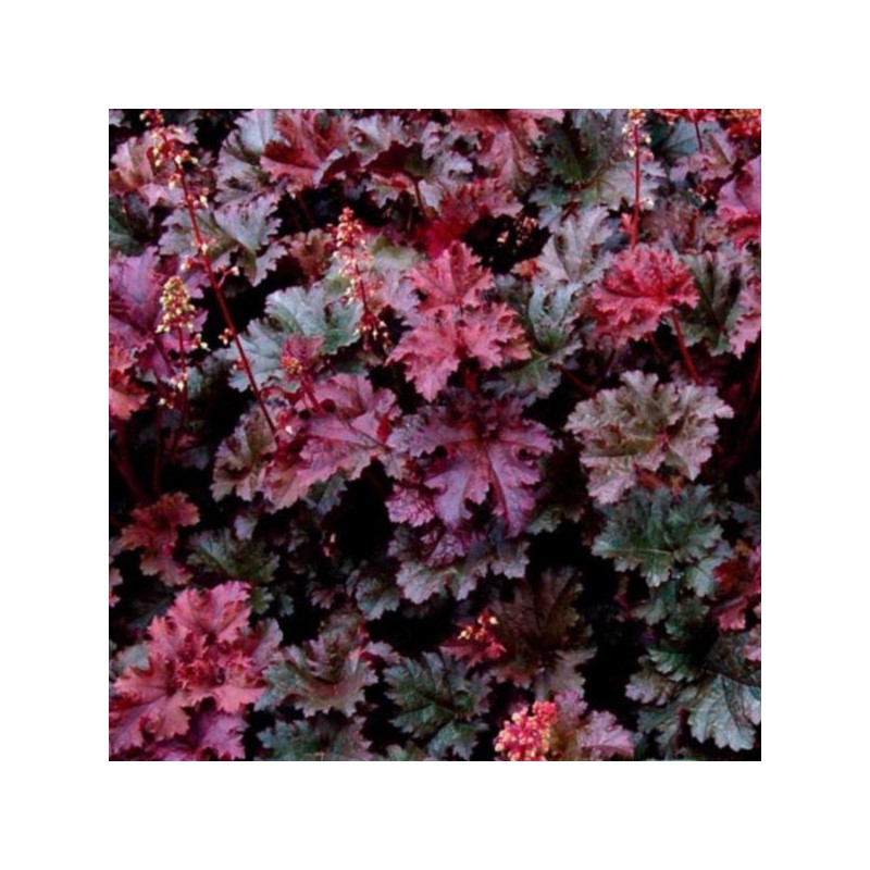 Heuchera 'Purple Petticoats'