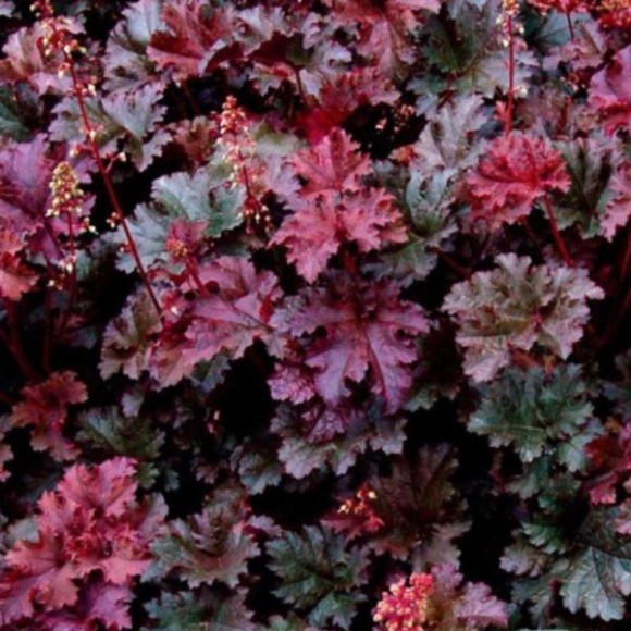 Heuchera 'Purple Petticoats'