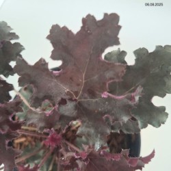 Heuchera 'Purple Petticoats'