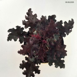 Heuchera 'Purple Petticoats'
