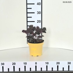 Heuchera 'Purple Petticoats'