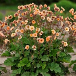 Geum rivale 'Mai Tai' PBR