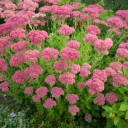 Sedum spectabile 'Brillant'